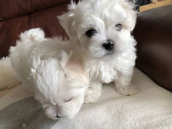 maltese toy cuccioli