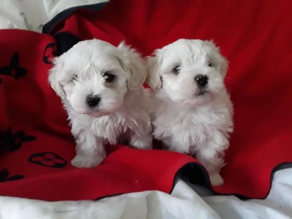 maltese