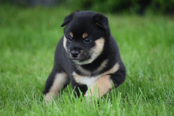 shiba inu cuccioli con pedigree  | Foto 0