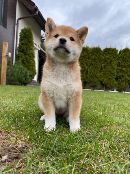 shiba inu cuccioli con pedigree 