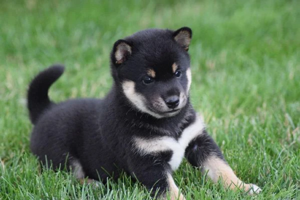 due shiba inu con pedigree