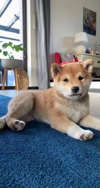 due shiba inu con pedigree | Foto 0