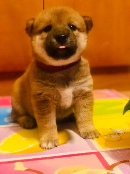 due shiba inu con pedigree!!