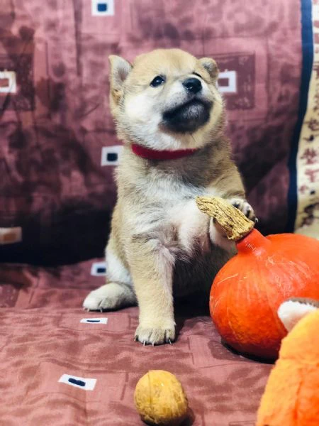 shiba inu con pedigree!! | Foto 0