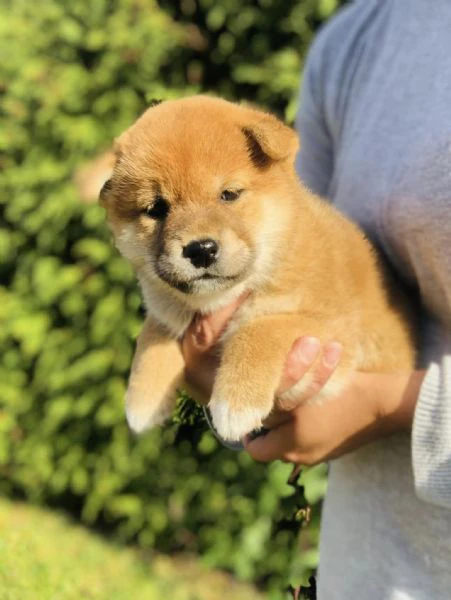 disponibili due cucciole shiba inu