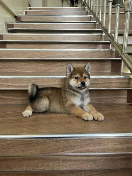 shiba inu cuccioli 