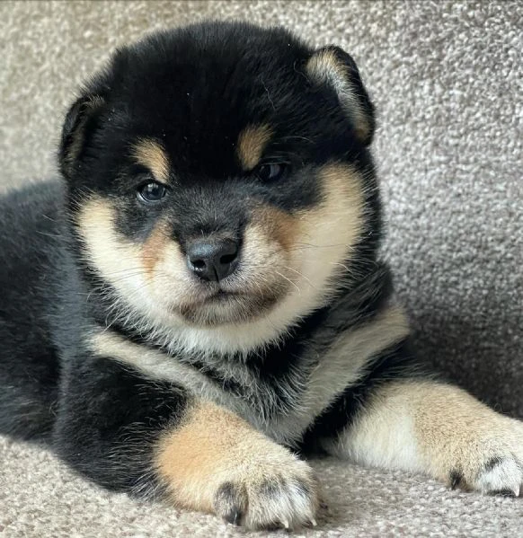 cuccioli di shiba inu | Foto 0