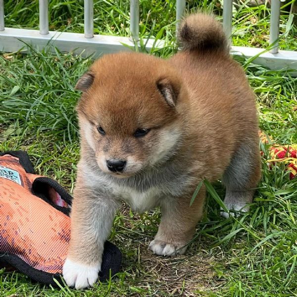 shiba inu cuccioli !!