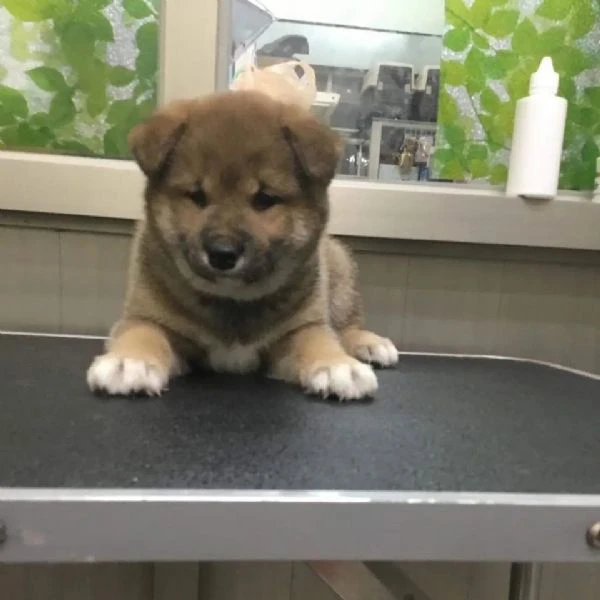 shiba inu maschio e femmina!! | Foto 0