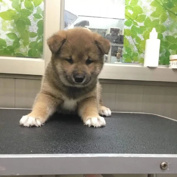 shiba inu maschio e femmina!!