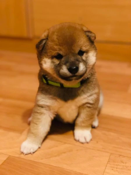 cucciole di shiba inu!