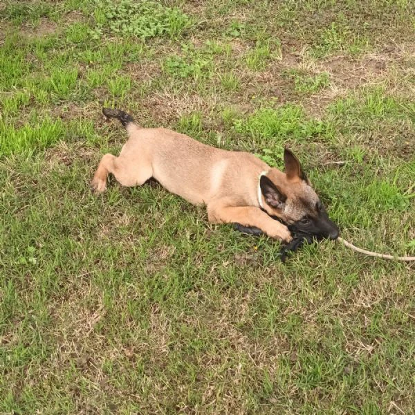 cucciola pastore belga malinois | Foto 0