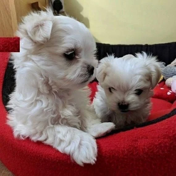 toy cuccioli maltese