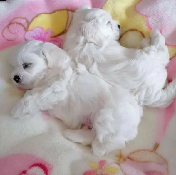 toy cuccioli maltese | Foto 4