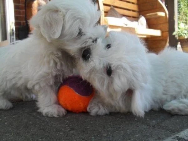 toy cuccioli maltese | Foto 3