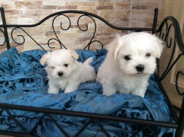 toy cuccioli maltese | Foto 1