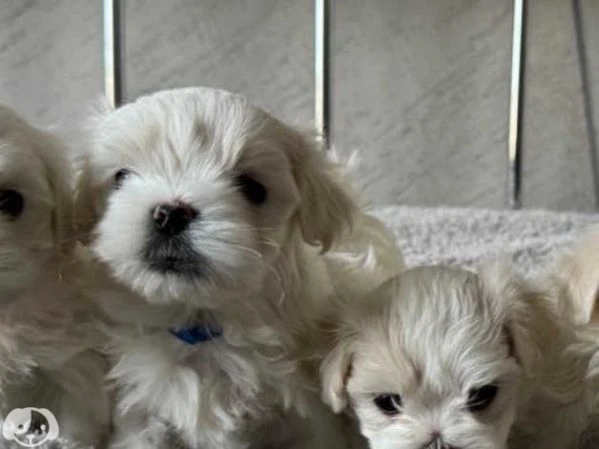 cuccioli pura razza maltese | Foto 4