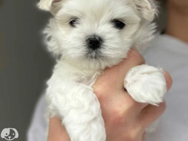 cuccioli pura razza maltese | Foto 3