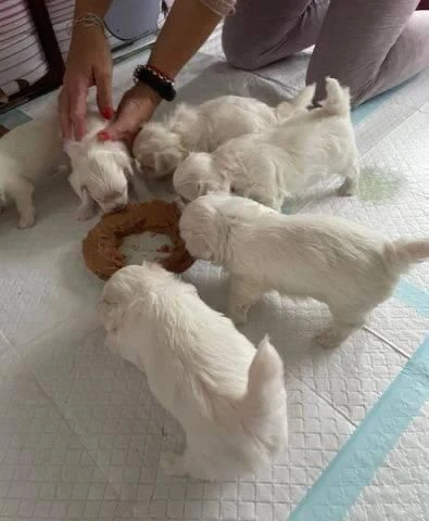 cuccioli pura razza maltese | Foto 5