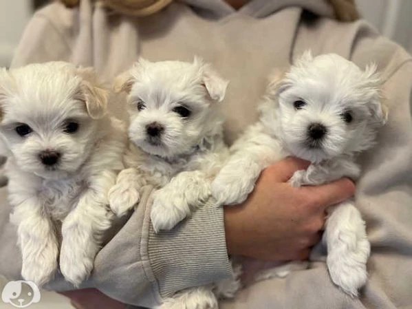 cuccioli pura razza maltese | Foto 3