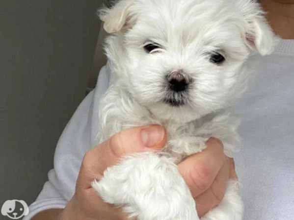 cuccioli pura razza maltese | Foto 1