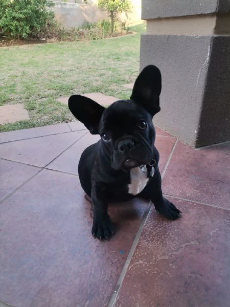 cucciolo di bulldog francese nero | Foto 2