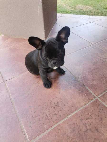 cucciolo di bulldog francese nero | Foto 1