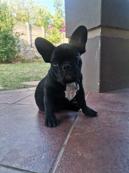 cucciolo di bulldog francese nero | Foto 0