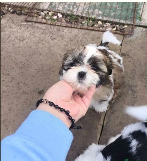 cuccioli di shihtzu maschi e femmine allevati con amore per adozione | Foto 3