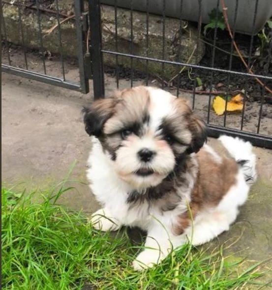 cuccioli di shihtzu maschi e femmine allevati con amore per adozione | Foto 2