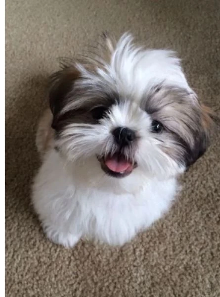 cuccioli di shihtzu maschi e femmine allevati con amore per adozione | Foto 1