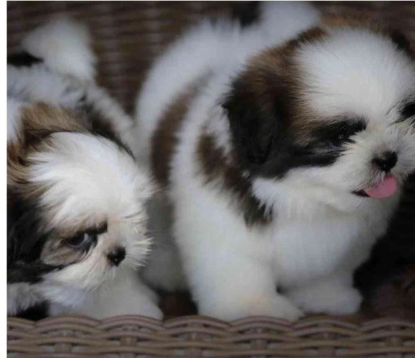 cuccioli di shihtzu maschi e femmine allevati con amore per adozione | Foto 0