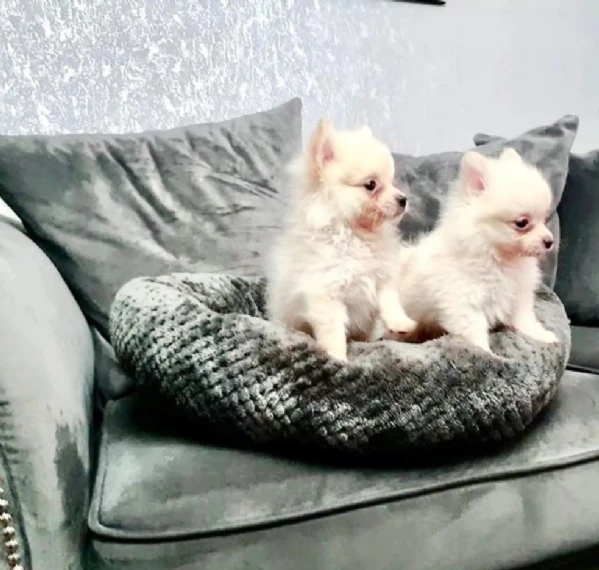  bellissimi cuccioli di pomerania toy allevati con amore per adozione | Foto 0