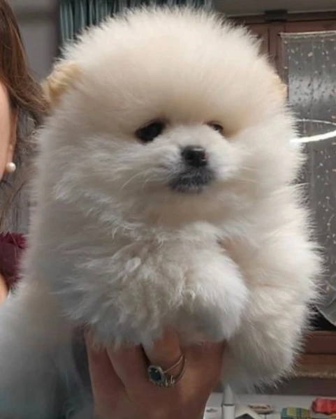  bellissimi cuccioli di pomerania toy allevati con amore per adozione