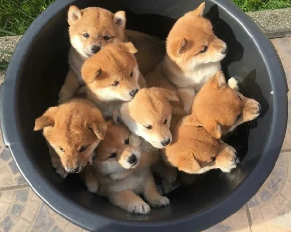 cucciolo di shiba inu per adozione