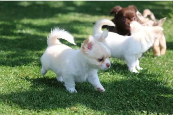 cuccioli di chihuahua maschi e femmine allevati con amore per adozione