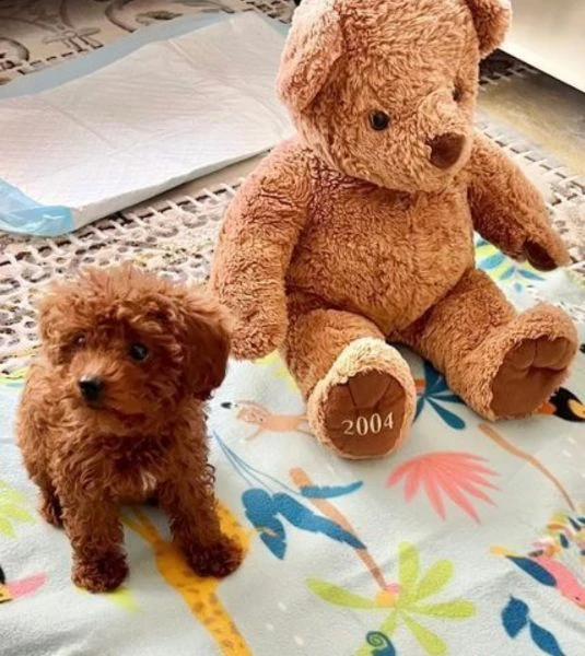  bellissimi cuccioli di barboncino toy allevati con amore per adozione