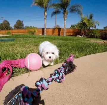  bellissimi cuccioli di maltese toy allevati con amore per adozione | Foto 6