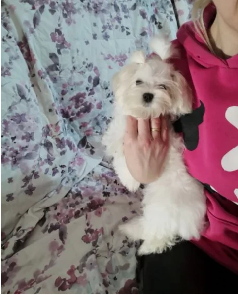  bellissimi cuccioli di maltese toy allevati con amore per adozione | Foto 5