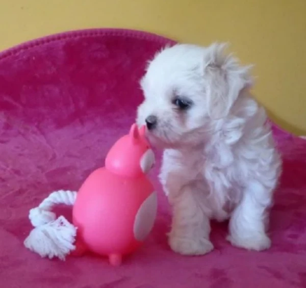  bellissimi cuccioli di maltese toy allevati con amore per adozione | Foto 4