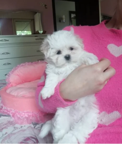  bellissimi cuccioli di maltese toy allevati con amore per adozione | Foto 3