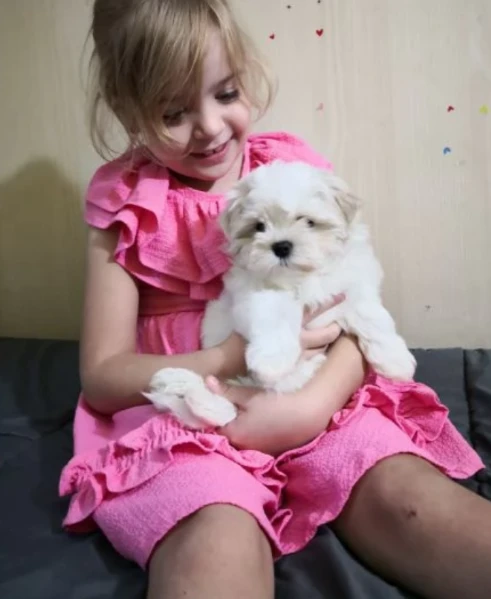  bellissimi cuccioli di maltese toy allevati con amore per adozione | Foto 2