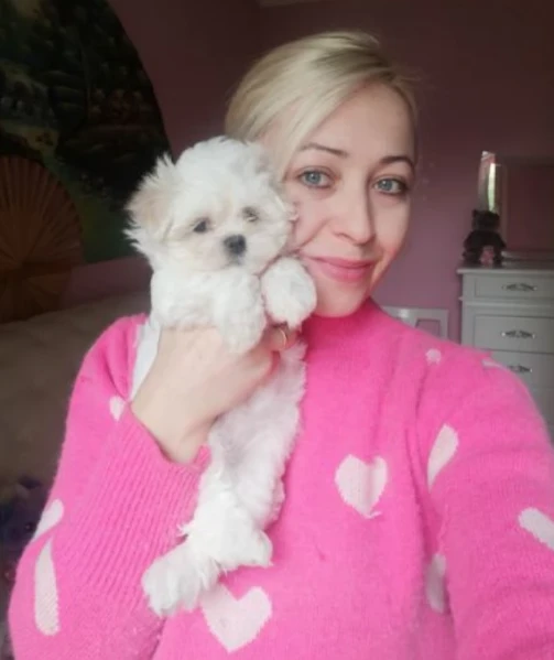  bellissimi cuccioli di maltese toy allevati con amore per adozione | Foto 0