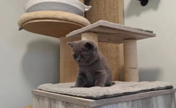 disponibili per l'adozione 3 gattini razza british shorthair. | Foto 6