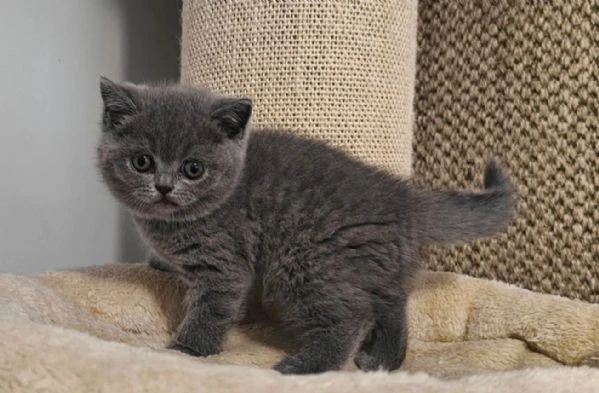 disponibili per l'adozione 3 gattini razza british shorthair. | Foto 5