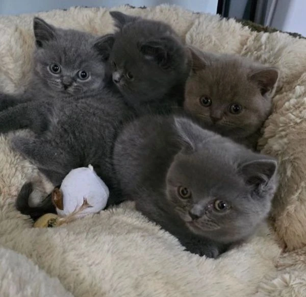 disponibili per l'adozione 3 gattini razza british shorthair. | Foto 3