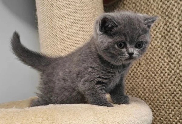 disponibili per l'adozione 3 gattini razza british shorthair. | Foto 2