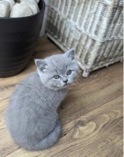 disponibili per l'adozione 3 gattini razza british shorthair. | Foto 0