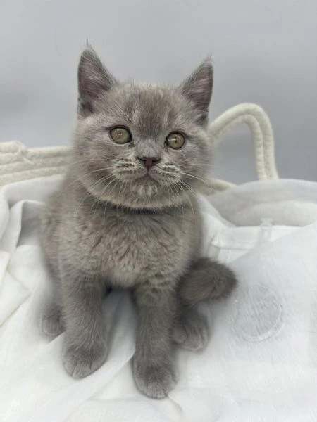 british shorthair aspetta casa | Foto 0