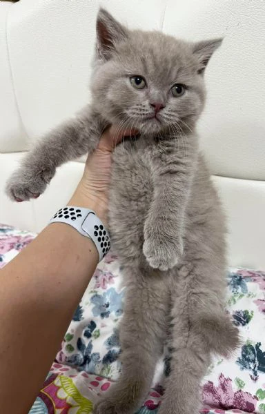 british shorthair aspetta casa